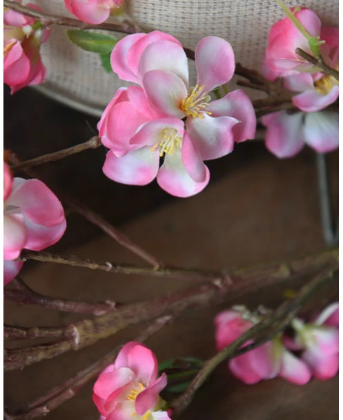 Kersenbloesem Tak Prunus Met Roze Bloemetjes - Afbeelding 3