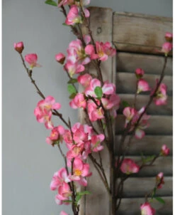 Kersenbloesem Tak Prunus Met Roze Bloemetjes