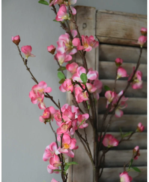 Kersenbloesem Tak Prunus Met Roze Bloemetjes