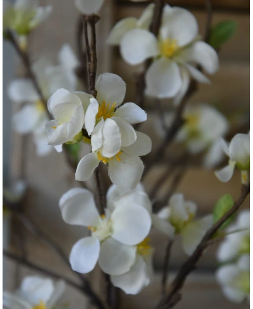 Kersenbloesem Tak Prunus Met Witte Bloemetjes - Afbeelding 3