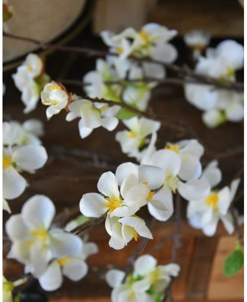 Kersenbloesem Tak Prunus Met Witte Bloemetjes - Afbeelding 5