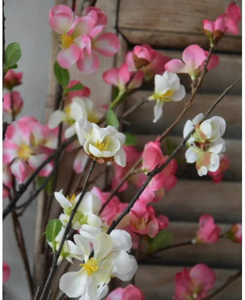 Kersenbloesem Tak Prunus Met Witte Bloemetjes - Afbeelding 8