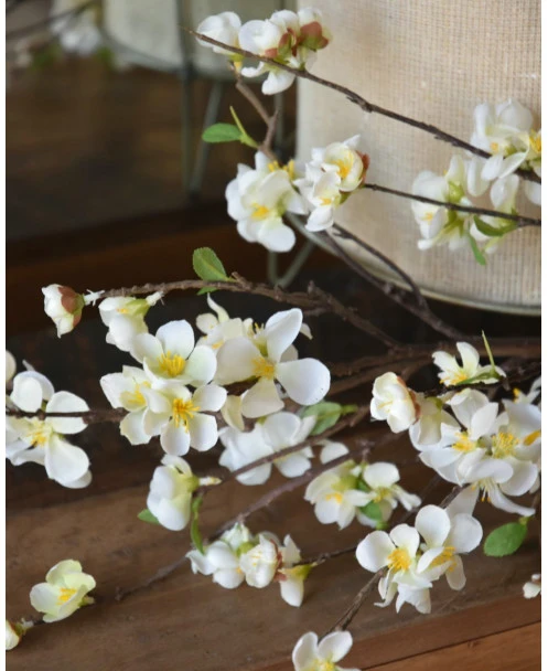 Kersenbloesem Tak Prunus Met Witte Bloemetjes