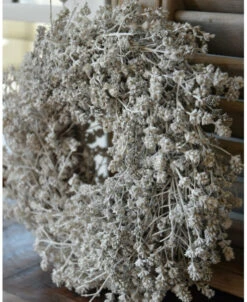 Krans Van Gedroogd Leinenkruid, Wit