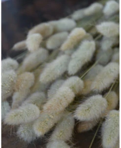 Lagurus Ovatus Graspluimen Droogbloemen