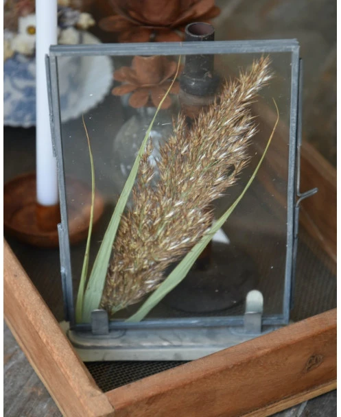 Lijstje Met Geperste Graspluim