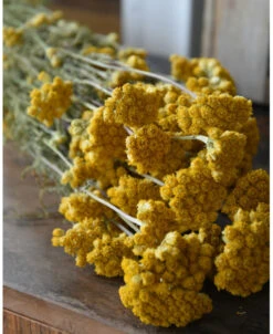 Lona Droogbloemen Schermen, 'gele Ageratum'