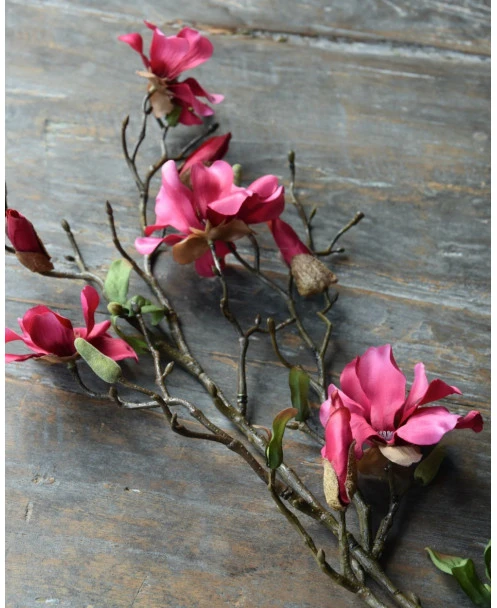 Magnolia Tak In Bloesem Donker Roze, Tulpenboom - Afbeelding 3