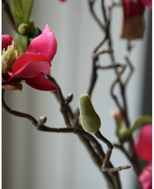 Magnolia Tak In Bloesem Donker Roze, Tulpenboom - Afbeelding 4