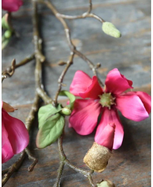 Magnolia Tak In Bloesem Donker Roze, Tulpenboom - Afbeelding 5