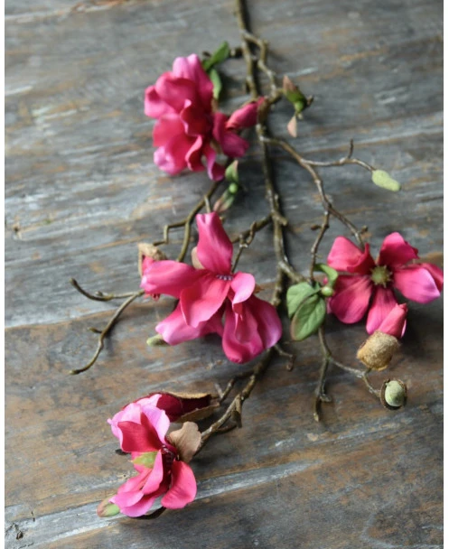 Magnolia Tak In Bloesem Donker Roze, Tulpenboom - Afbeelding 6