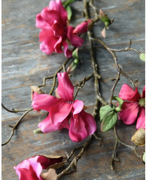 Magnolia Tak In Bloesem Donker Roze, Tulpenboom