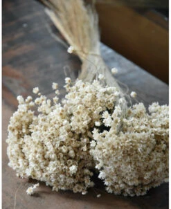 Marcela Droogbloemetjes In Naturel Wit