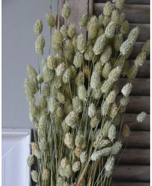 Phalaris Grassen Gedroogd Kanariegras - Afbeelding 2