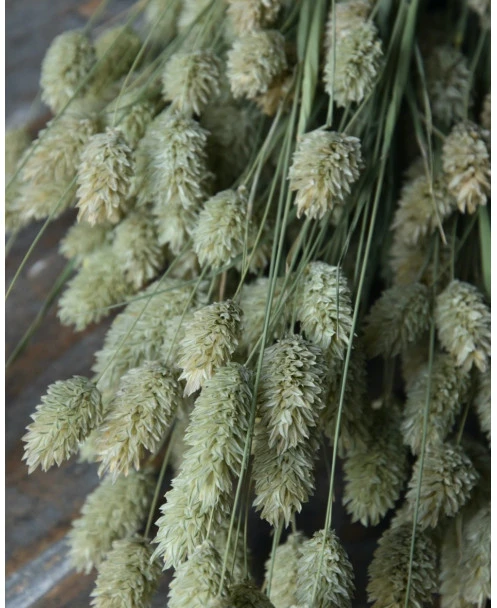 Phalaris Grassen Gedroogd Kanariegras - Afbeelding 3