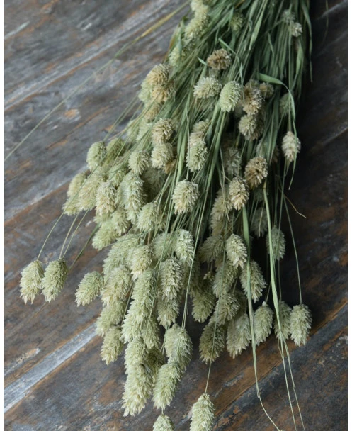 Phalaris Grassen Gedroogd Kanariegras - Afbeelding 4