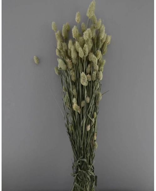Phalaris Grassen Gedroogd Kanariegras - Afbeelding 5