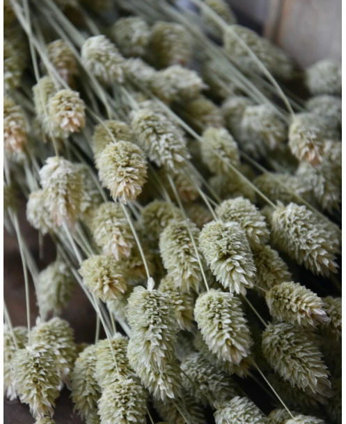 Phalaris Grassen Gedroogd Kanariegras - Afbeelding 6