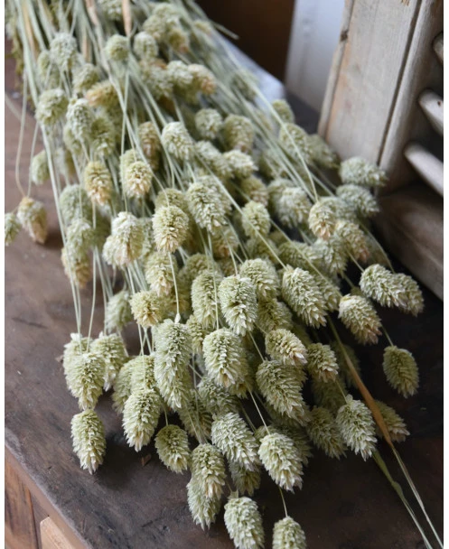 Phalaris Grassen Gedroogd Kanariegras - Afbeelding 7