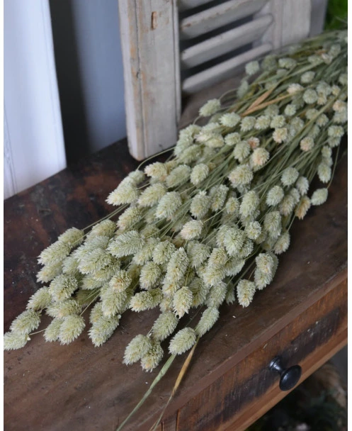 Phalaris Grassen Gedroogd Kanariegras - Afbeelding 8