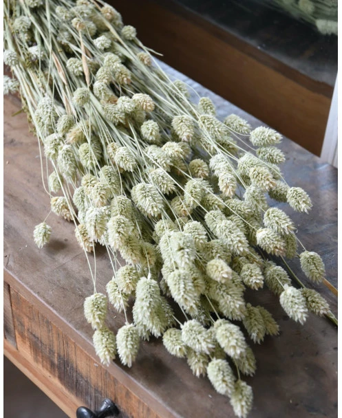 Phalaris Grassen Gedroogd Kanariegras