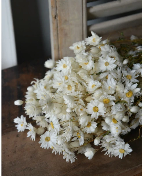 Rhodanthe Witte Droogbloemen - Afbeelding 3