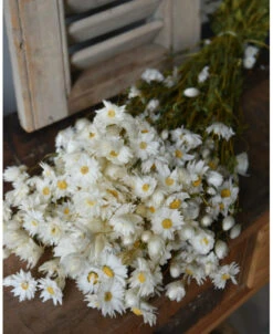 Rhodanthe Witte Droogbloemen