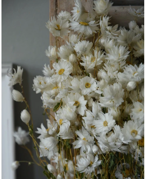 Rhodanthe Witte Droogbloemen - Afbeelding 4