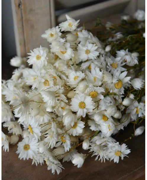 Rhodanthe Witte Droogbloemen - Afbeelding 5
