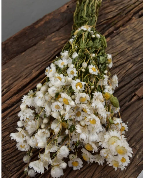 Rhodanthe Witte Droogbloemen - Afbeelding 6