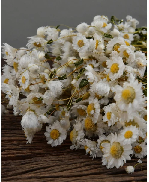 Rhodanthe Witte Droogbloemen - Afbeelding 7