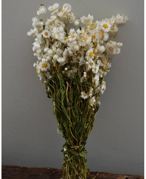 Rhodanthe Witte Droogbloemen - Afbeelding 8