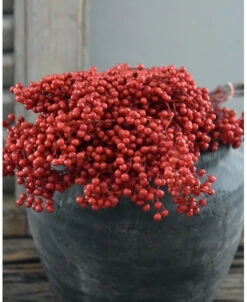 Rode Peperbessen, Gedroogd