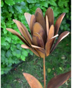 Roestbloem Als Tuinsteker