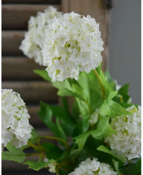 Sneeuwbal, Viburnum Tak - Afbeelding 3