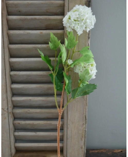 Sneeuwbal, Viburnum Tak - Afbeelding 4