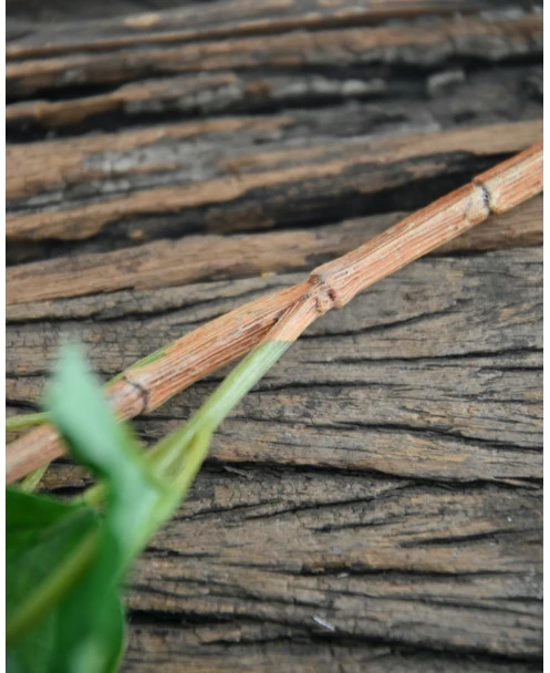 Sneeuwbal, Viburnum Tak - Afbeelding 5