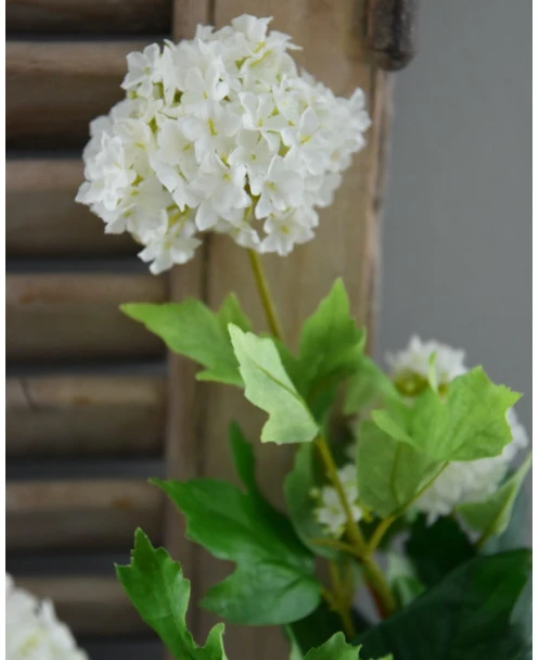 Sneeuwbal, Viburnum Tak - Afbeelding 6