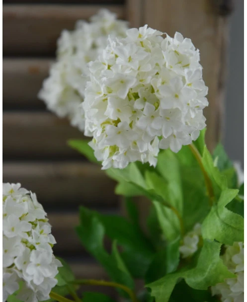 Sneeuwbal, Viburnum Tak - Afbeelding 7