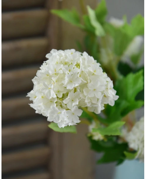Sneeuwbal, Viburnum Tak - Afbeelding 8