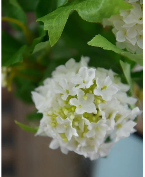 Sneeuwbal, Viburnum Tak