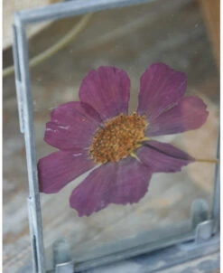 Violet Kleurige Geperste Bloem In Lijstje