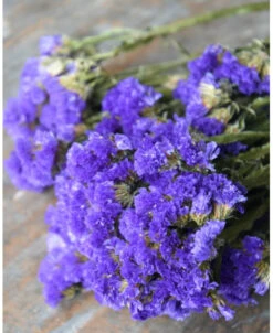 Violet Kleurige Statice, Gedroogd
