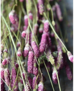 Warm Violet Gedroogde Sanquisorba, Pimpernel