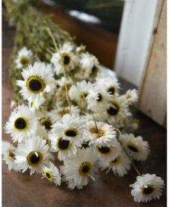 Wit Gedroogde Acroclinium Met Zwart Hart